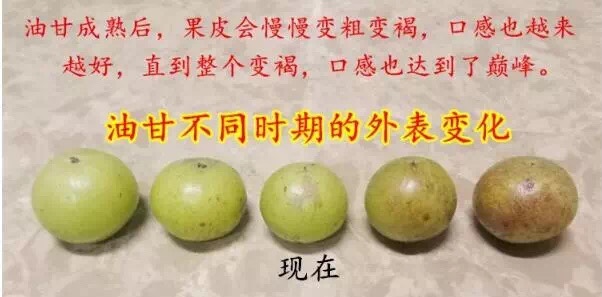 油甘6.jpg