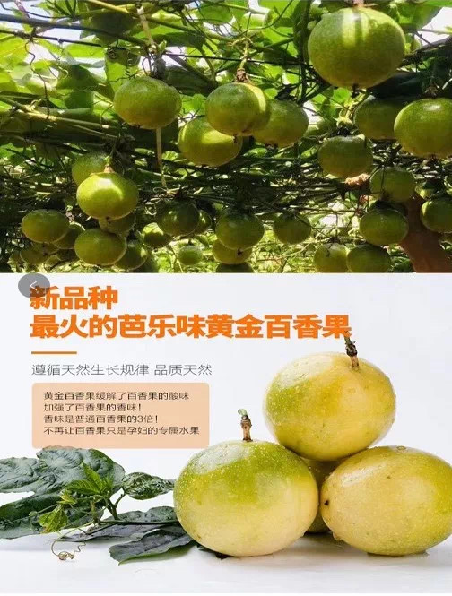 陈燕鹏2.jpg